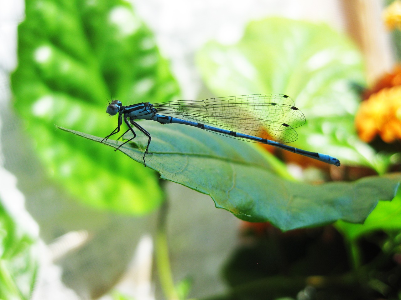 dragonfly blue sheet free photo