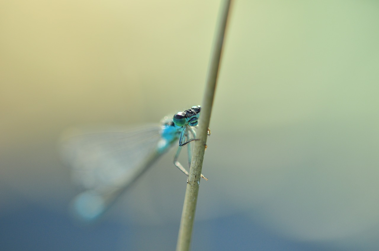 dragonfly azure bridesmaid insect free photo