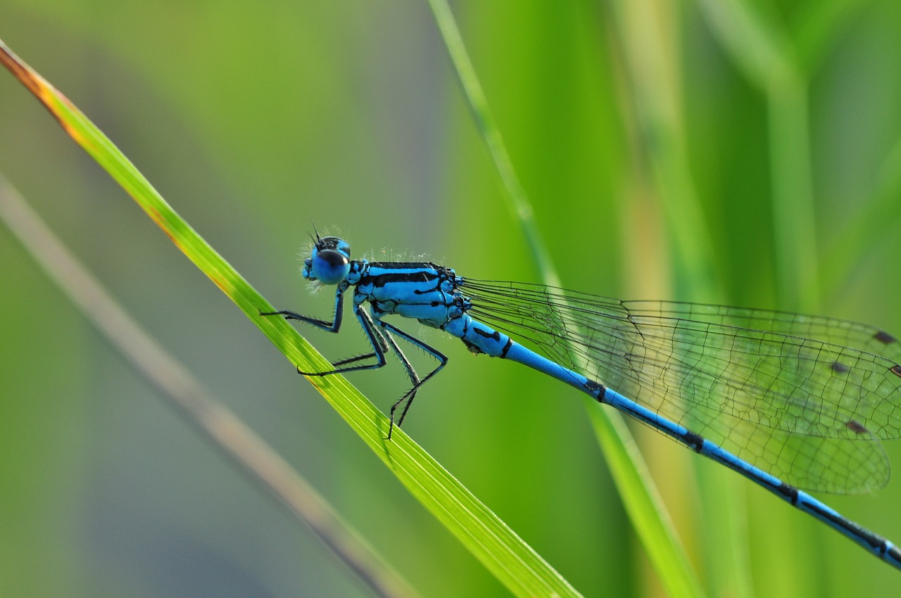 dragonfly azure bridesmaid insect free photo
