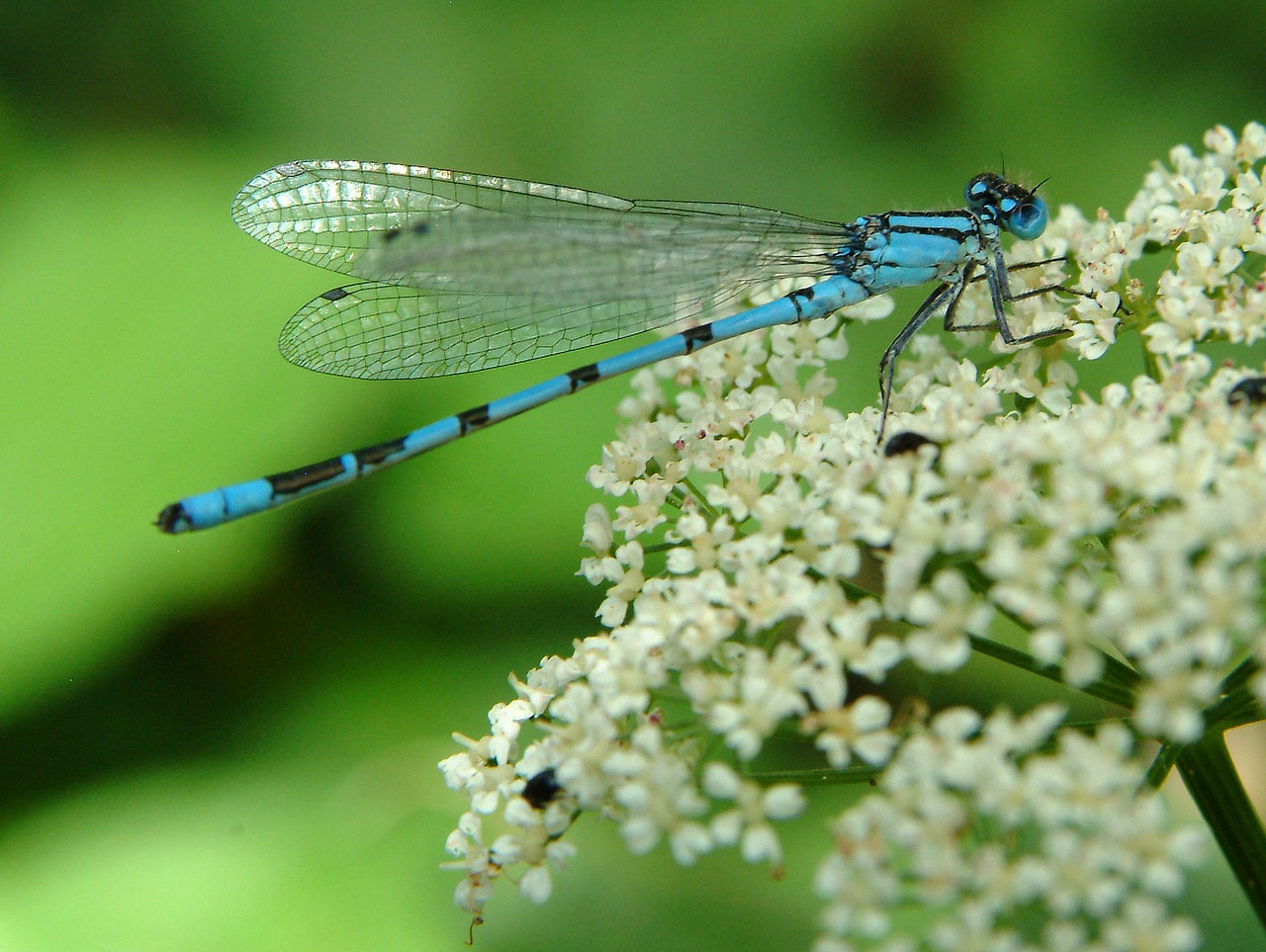 dragonfly blue insect free photo