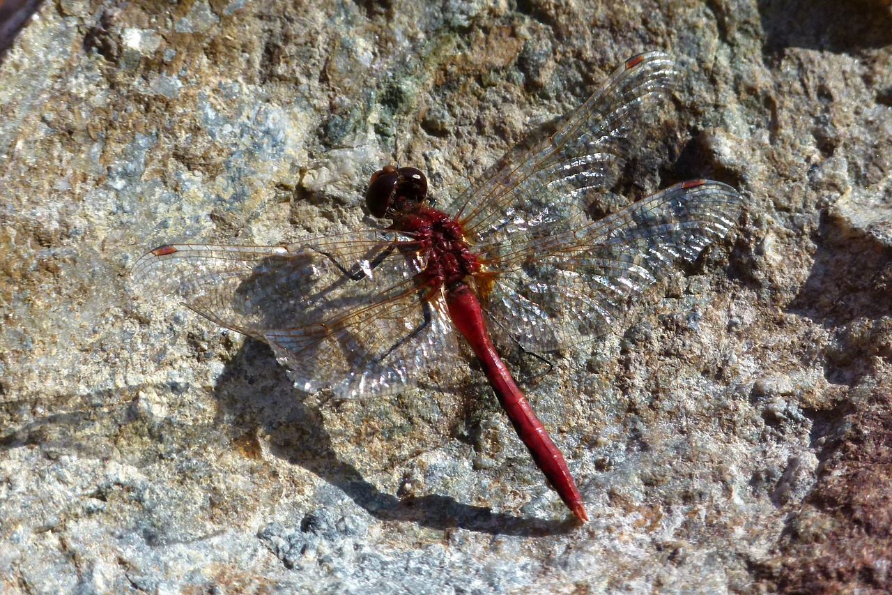 dragonfly insect bug free photo
