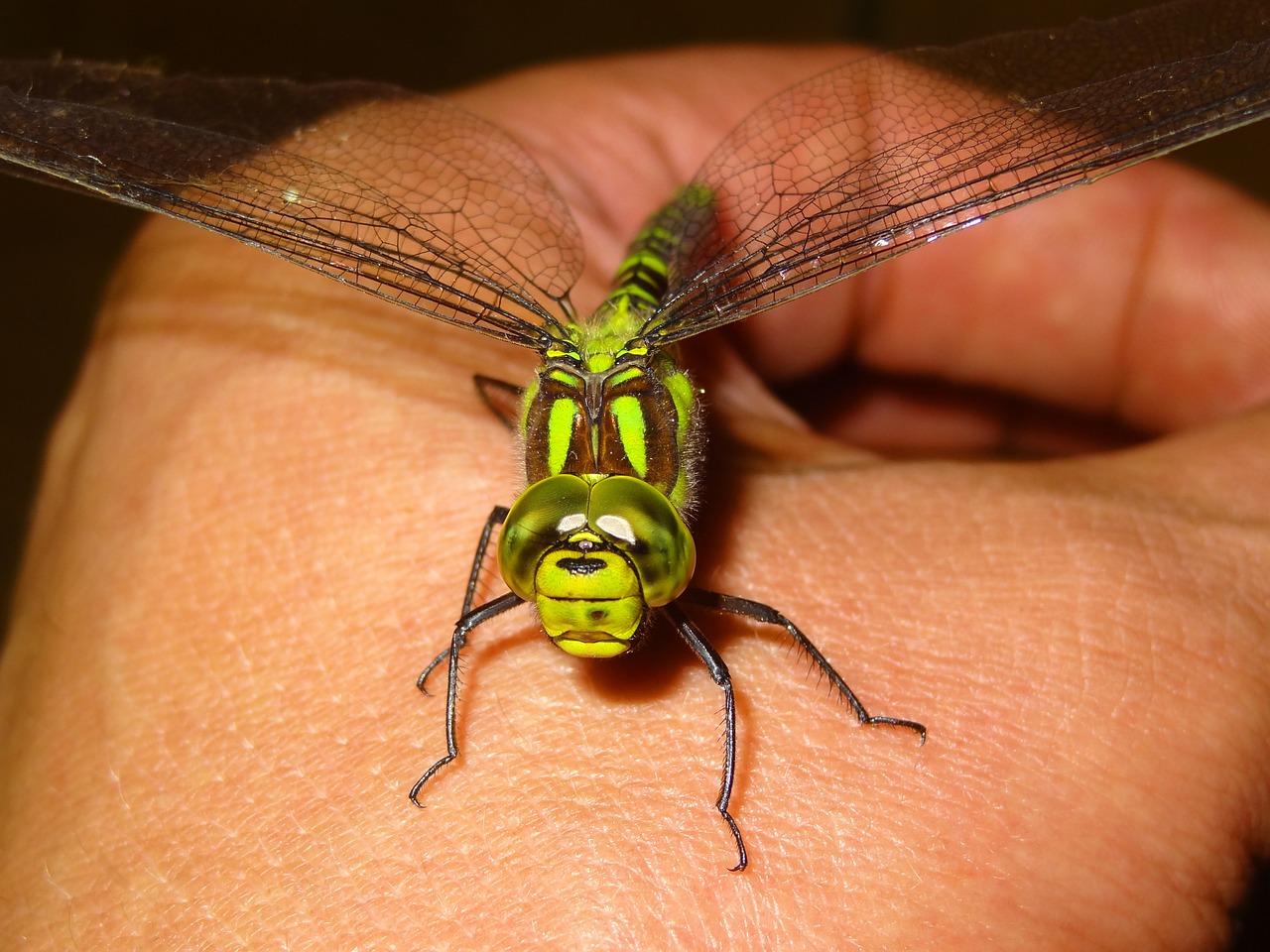 dragonfly parthenope anax imperator free photo