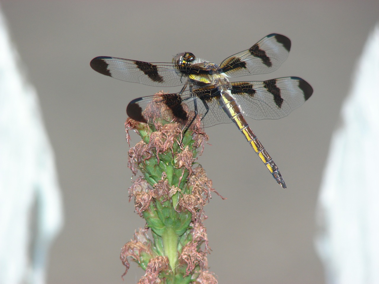 dragonfly wings insect free photo