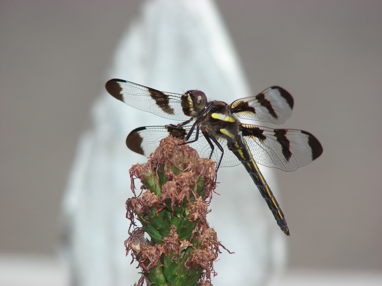 dragonfly wings insect free photo