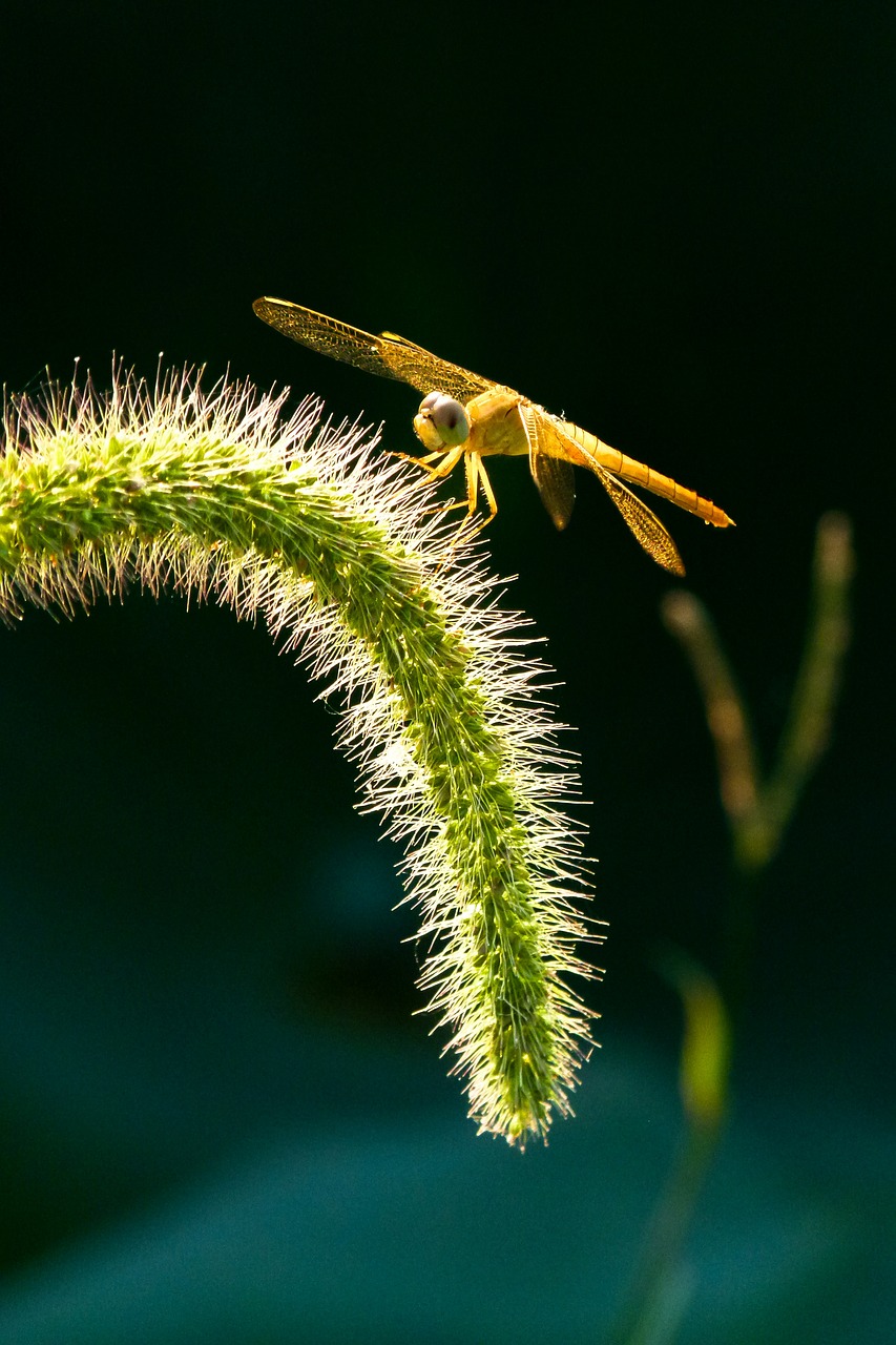 dragonfly insect setaria viridis free photo