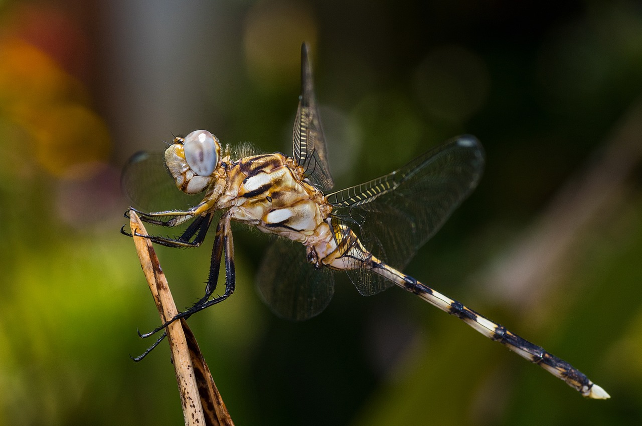 dragonfly macro insect free photo