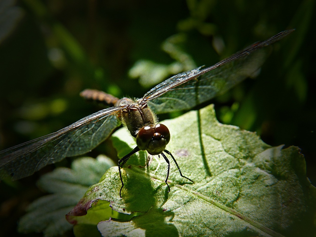 dragonfly insect close-up free photo