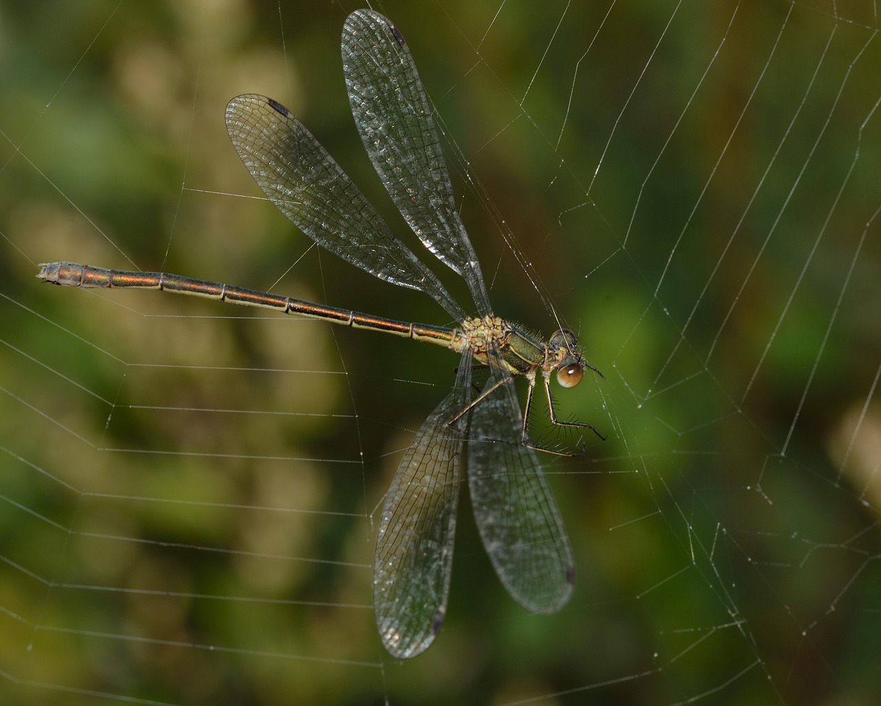 dragonfly insects web free photo