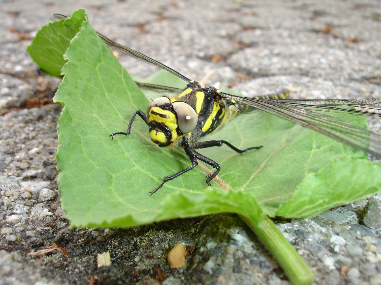 dragonfly insect yellow free photo