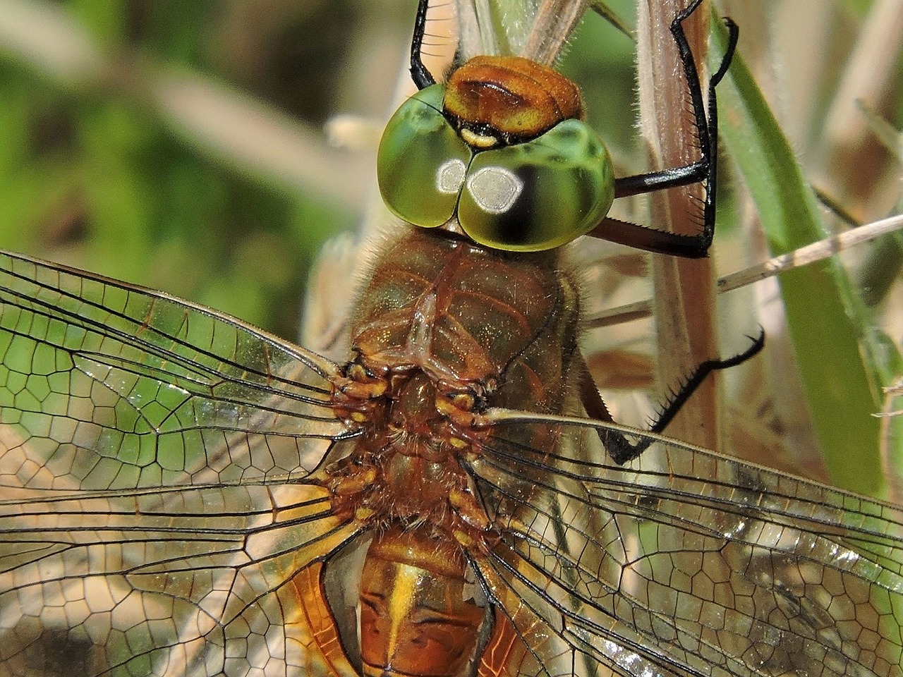 dragonfly glazier nature free photo