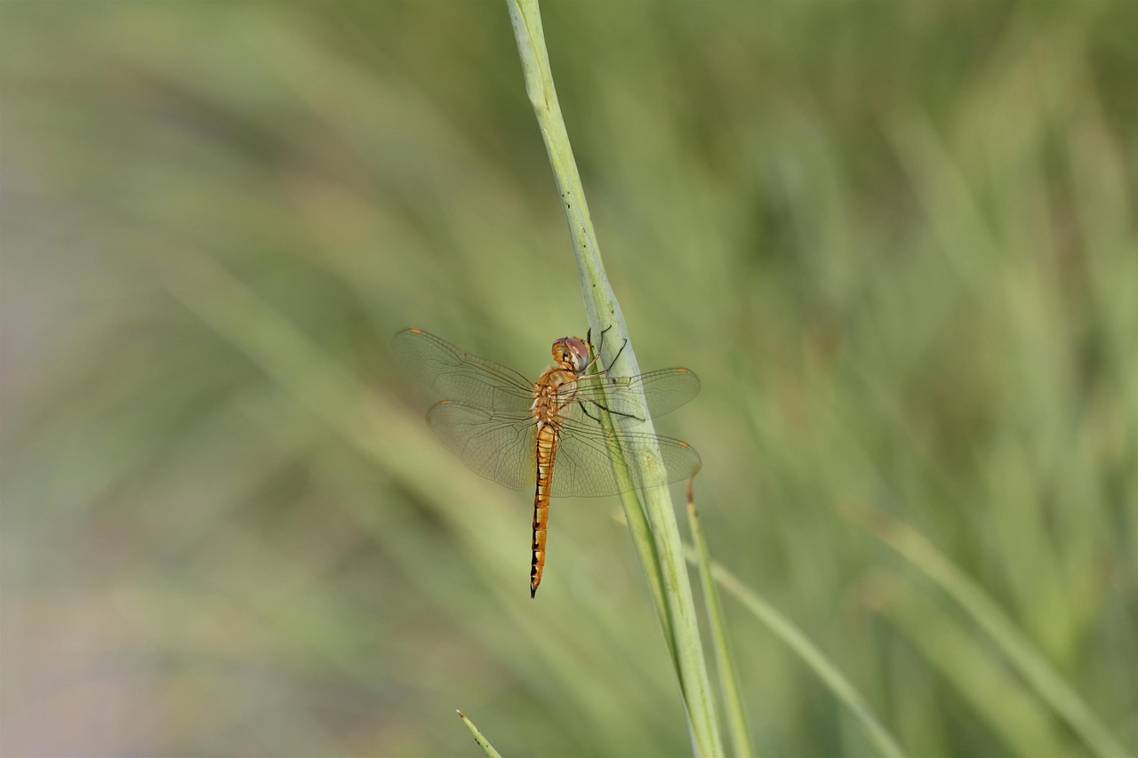 dragonfly insect nature free photo