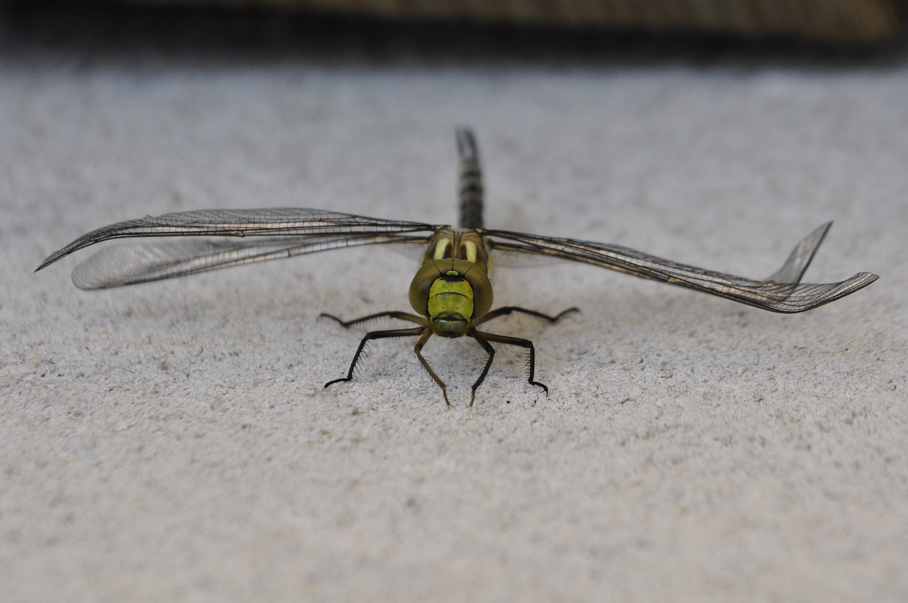 dragonfly parthenope nature free photo