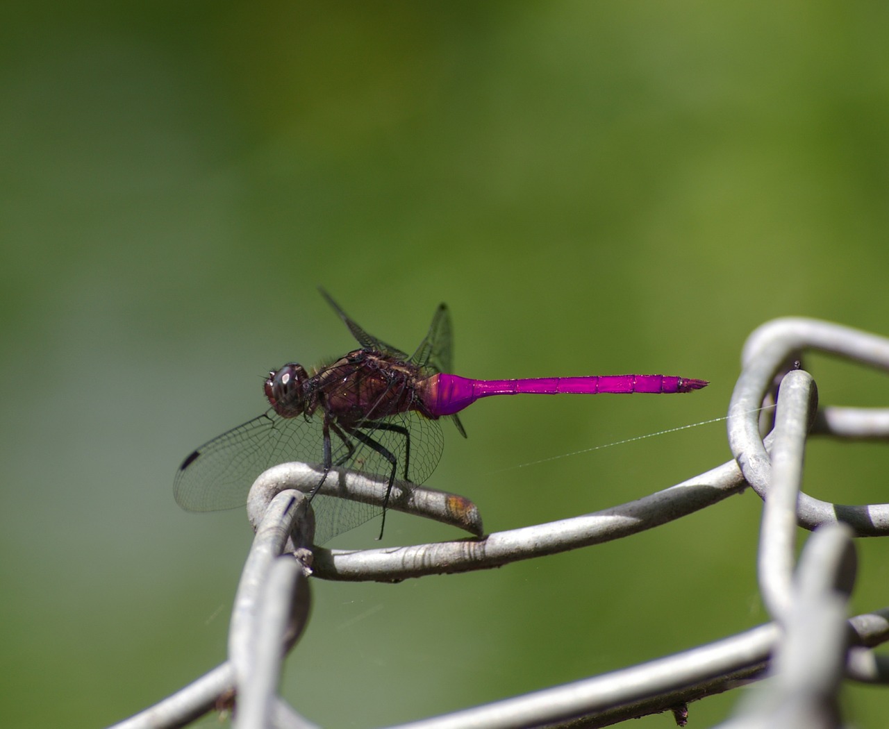 dragonfly insect nature free photo