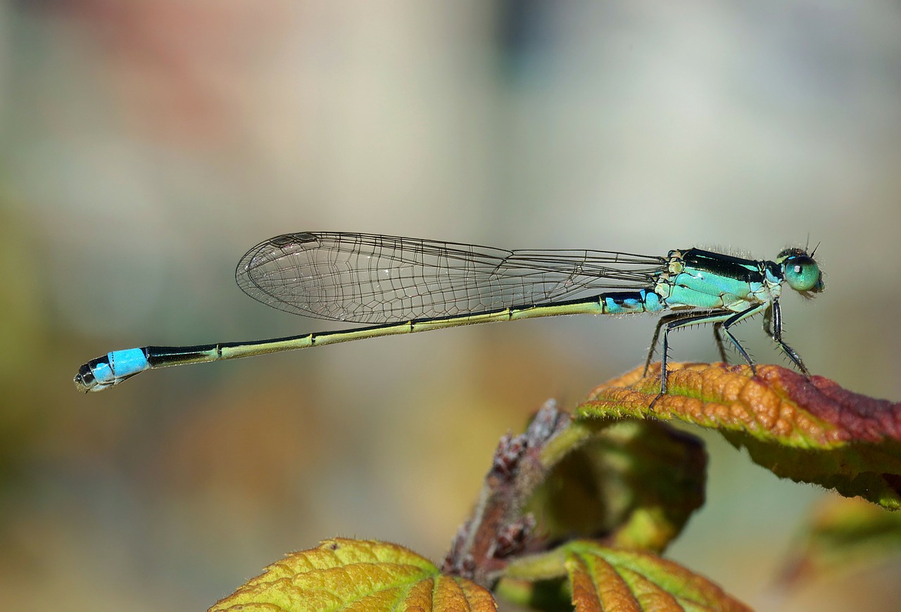 dragonfly senegal pechlibelle ischnura senegalensis free photo