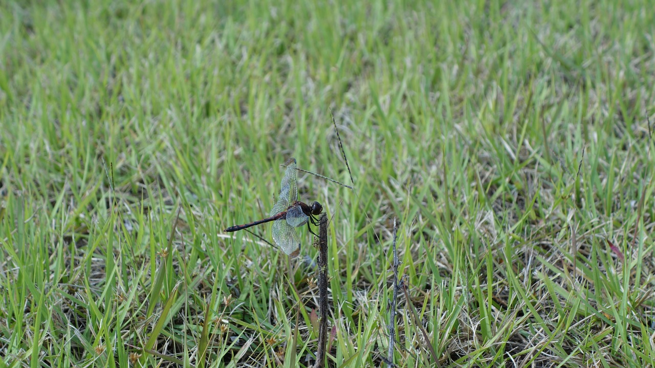 dragonfly park nature free photo