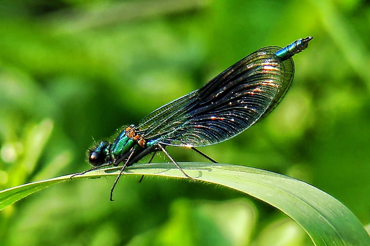 dragonfly nature dragonflies free photo