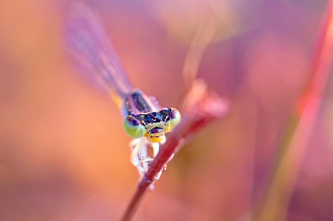 dragonfly damselfy kerala free photo