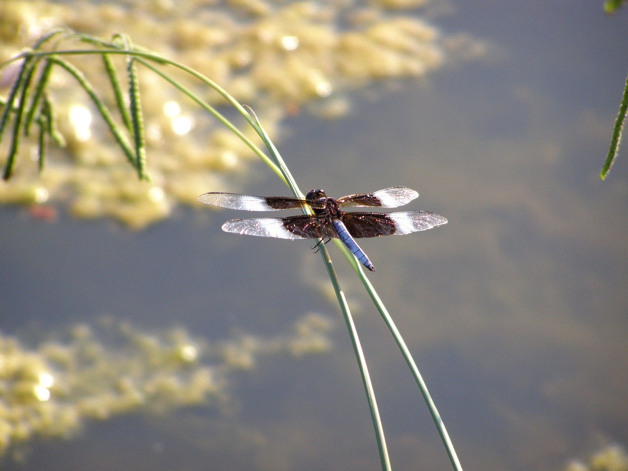 dragonfly bug insect free photo