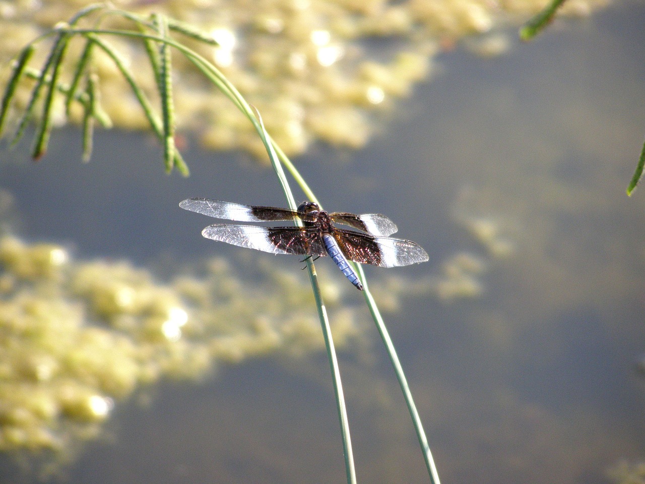 dragonfly bug insect free photo