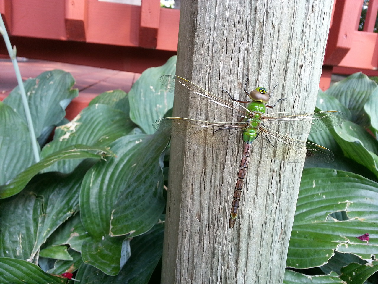 dragonfly big insect free photo