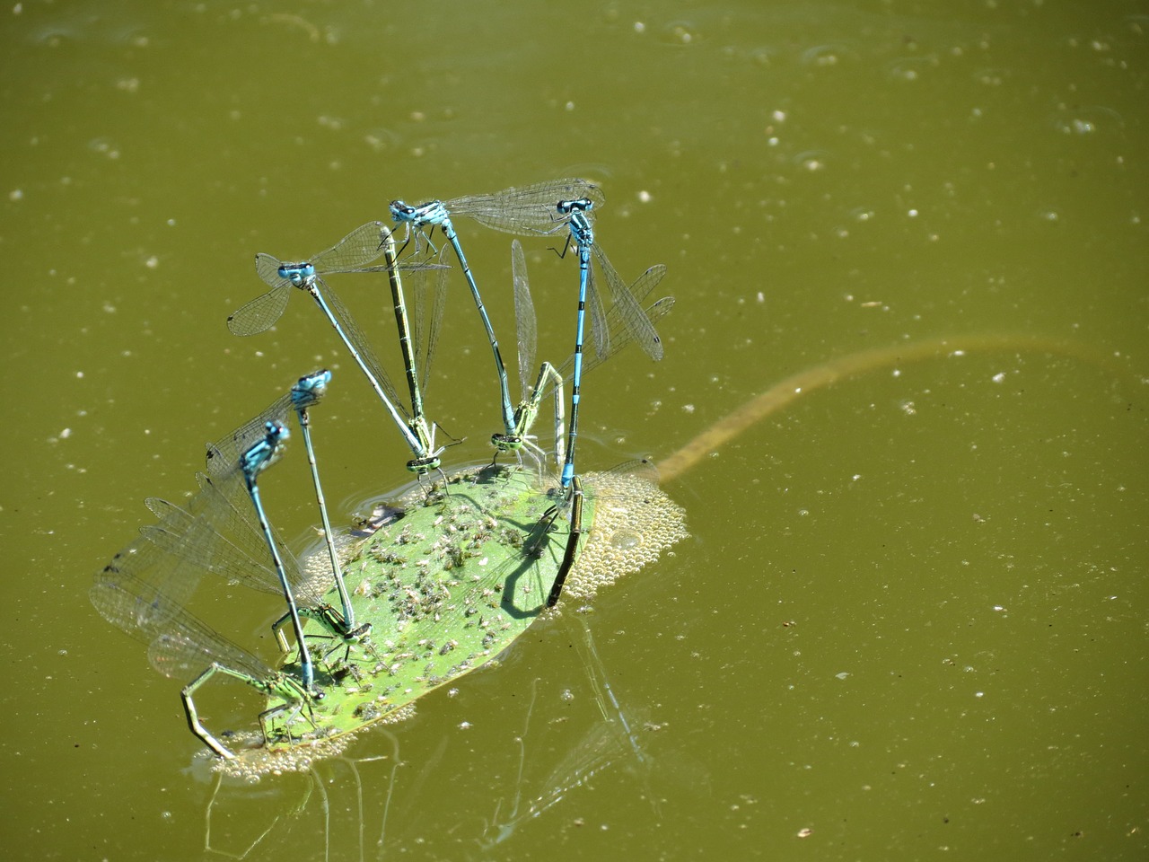 dragonfly summer water free photo