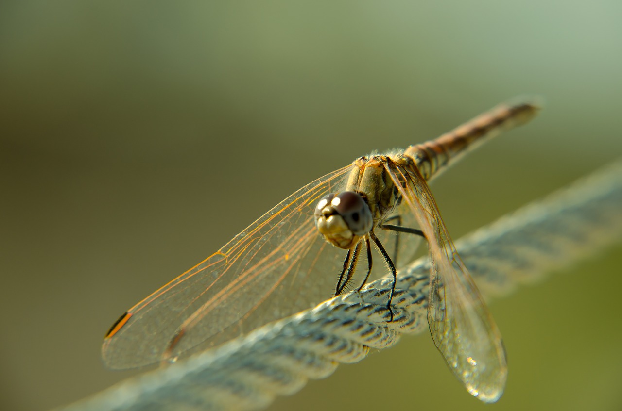 dragonfly bug insect free photo