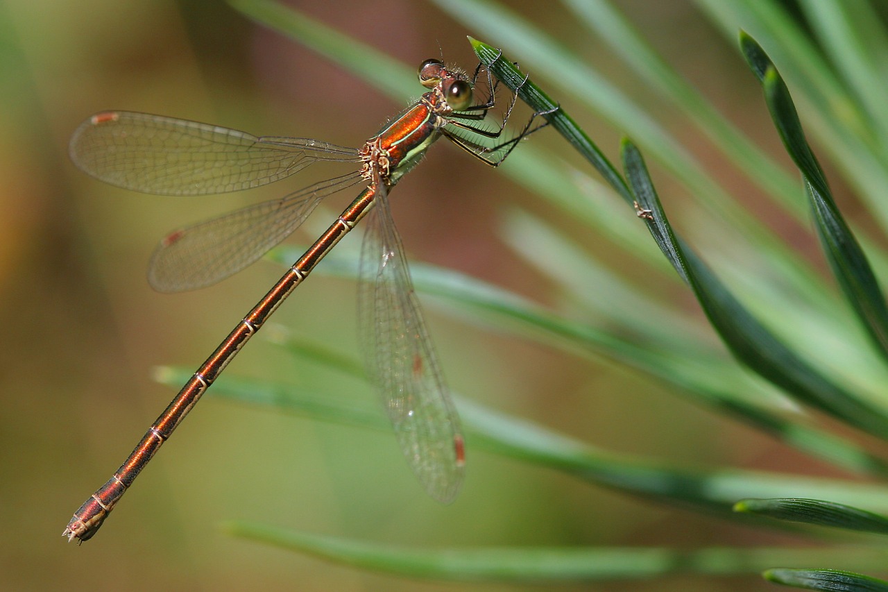 dragonfly forest twigs free photo