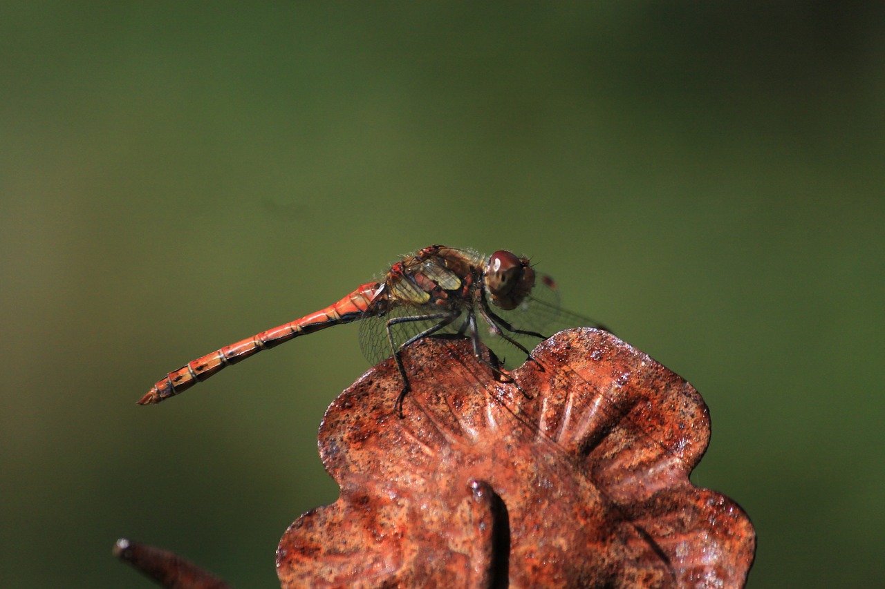 dragonfly blossom bloom free photo