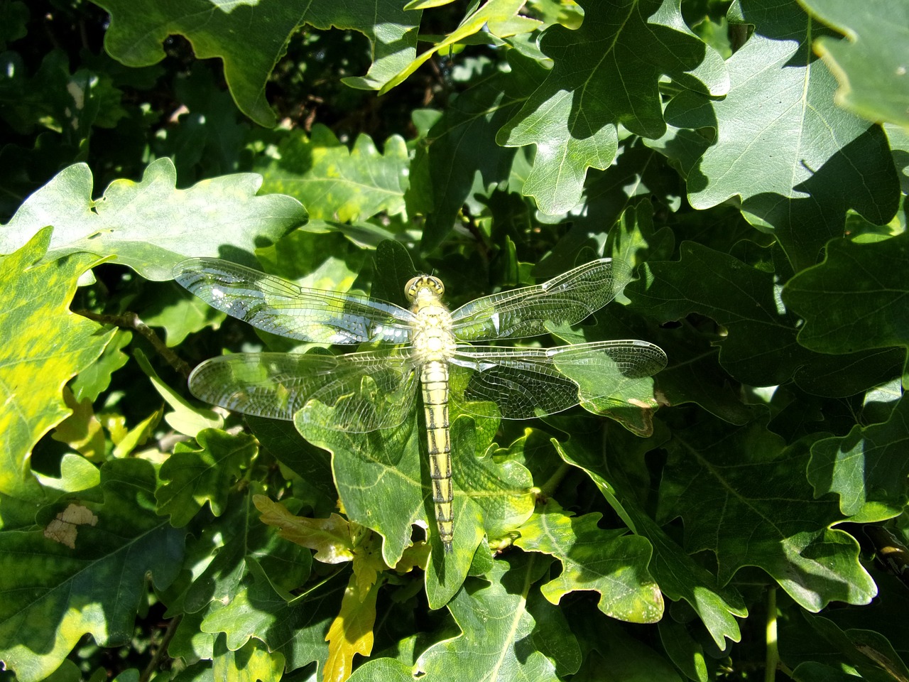 dragonfly insect nature free photo