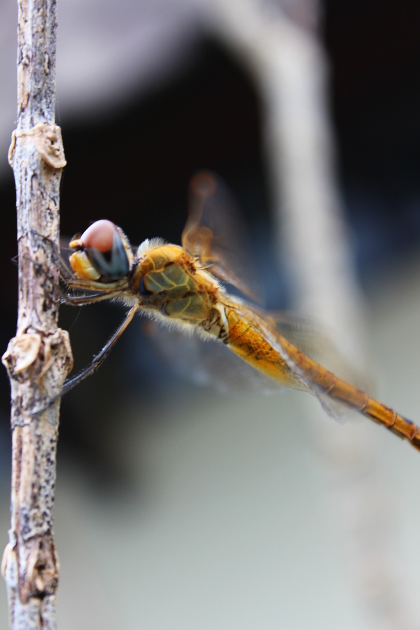 dragonfly insect natural free photo