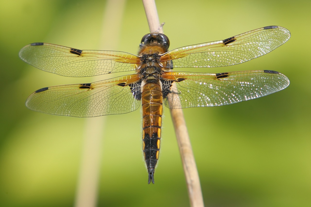dragonfly animal fauna free photo