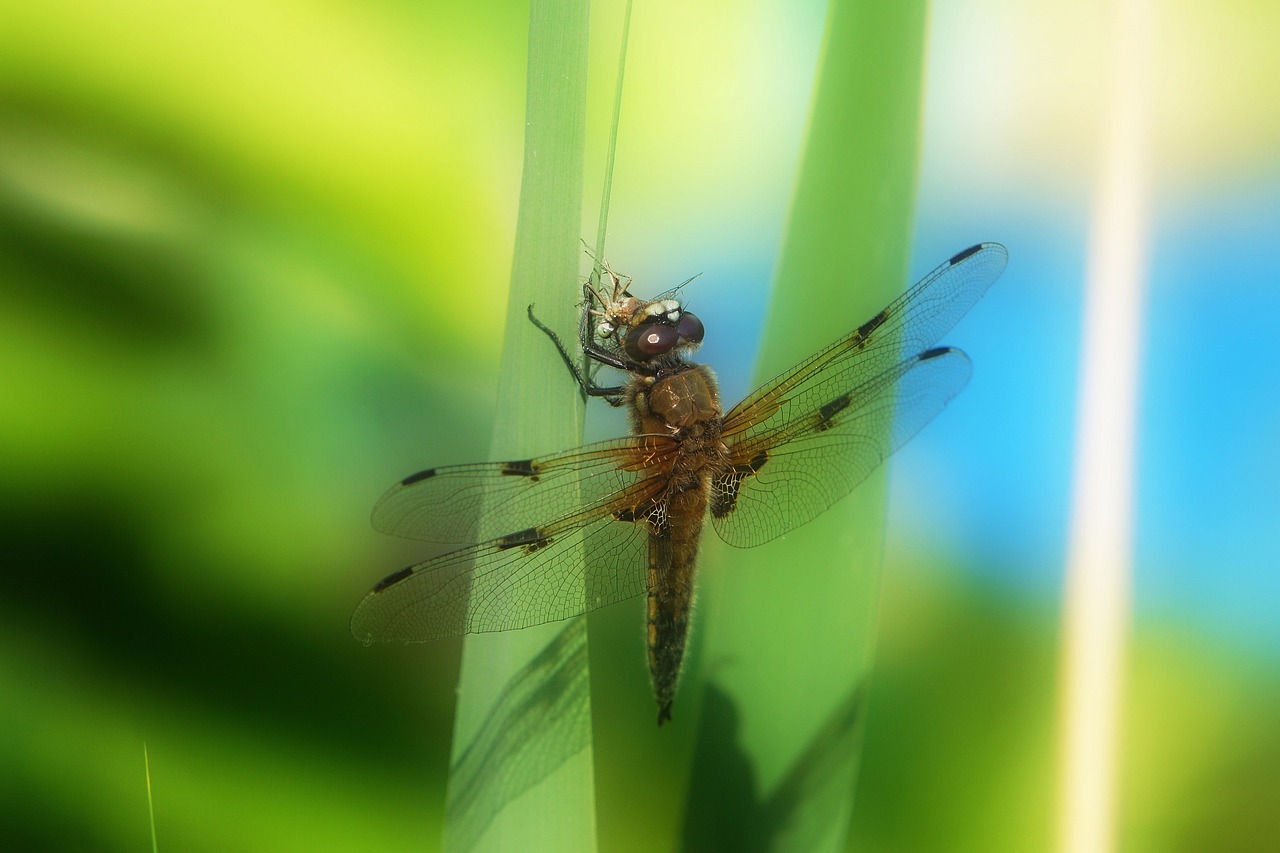 dragonfly animal fauna free photo