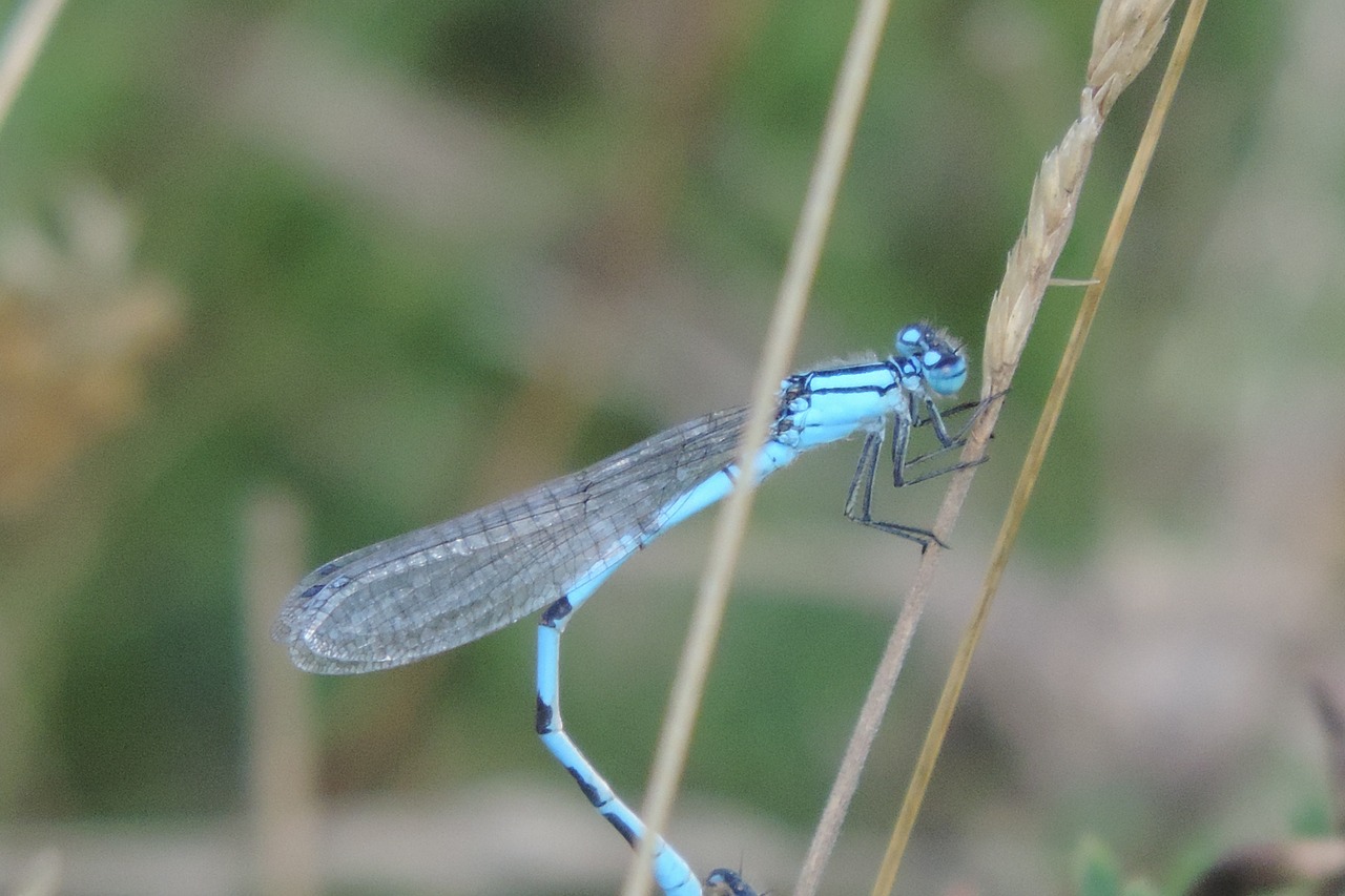 dragonfly blue dragonfly insect free photo