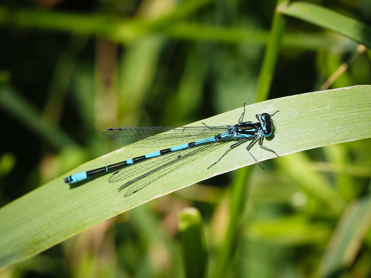 dragonfly insect nature free photo