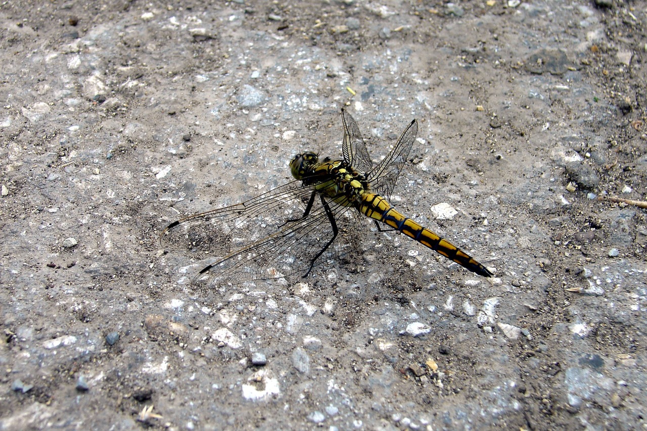 dragonfly macro summer free photo