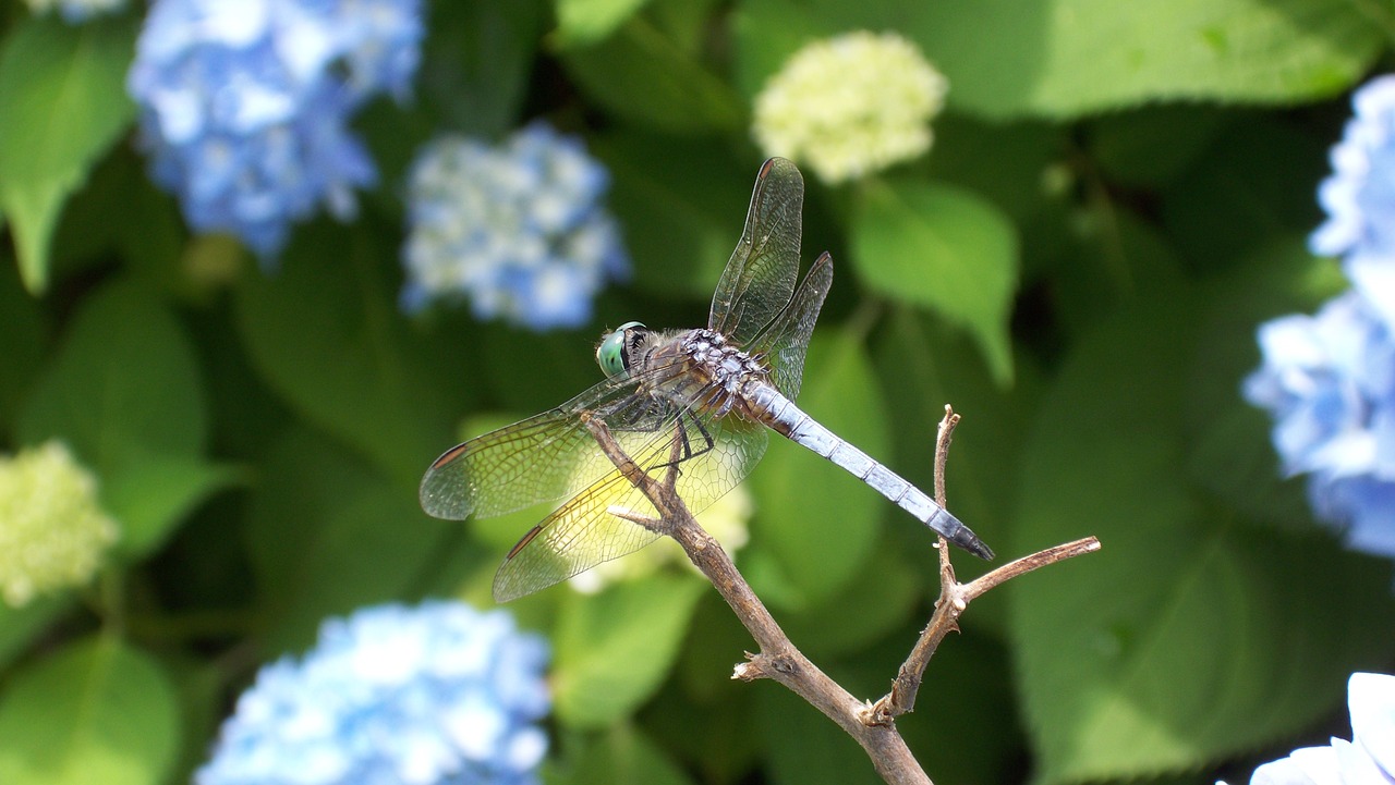 dragonfly insect animal free photo