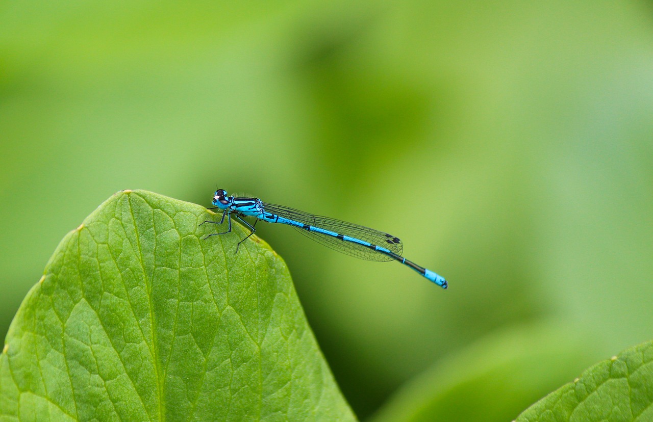 dragonfly blue close free photo