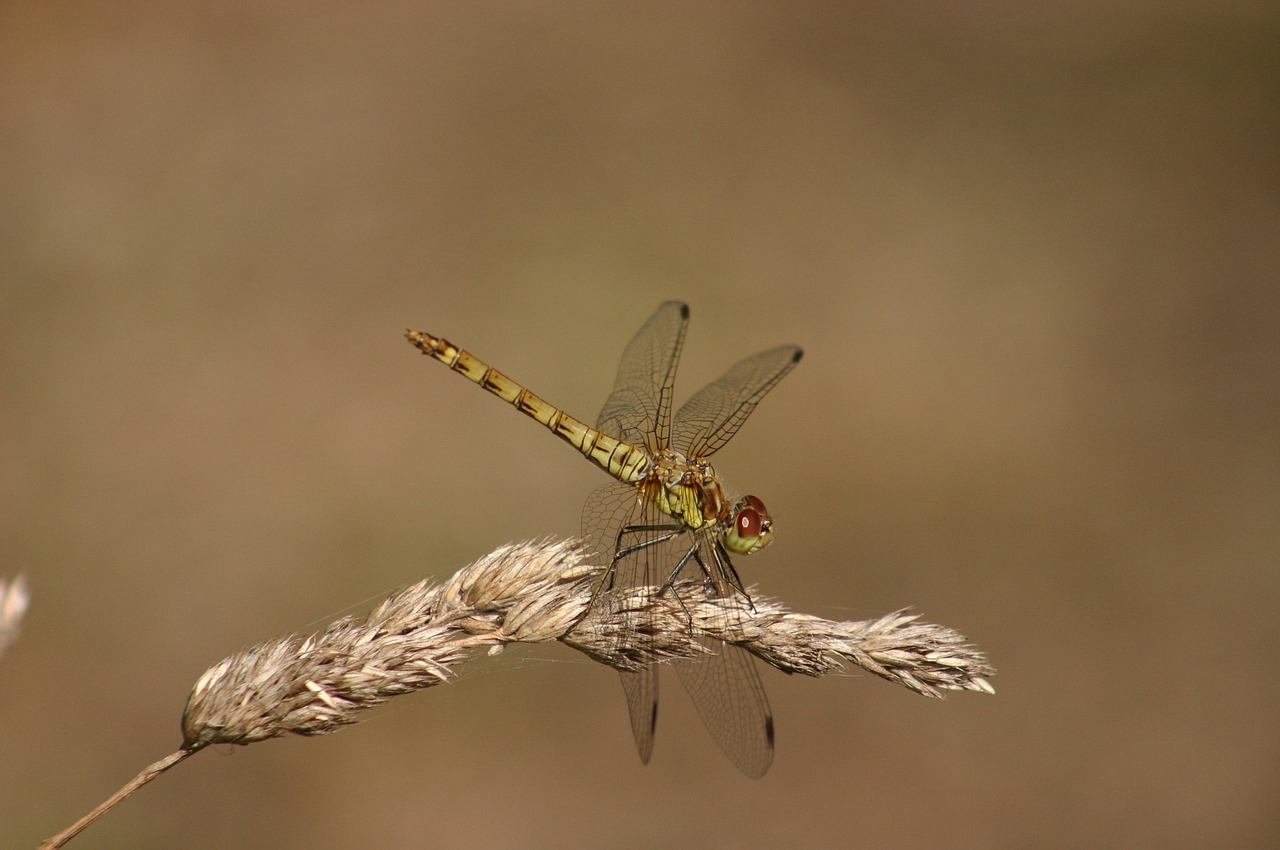 dragonfly green hawker damselfly free photo