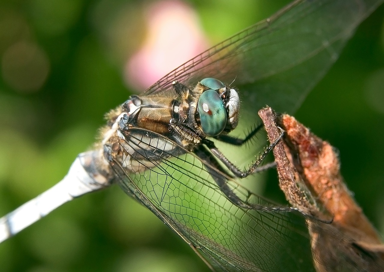 dragonfly white tailed skimmer insect free photo