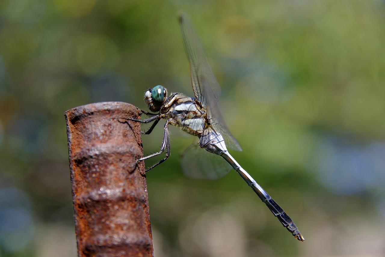 dragonfly insect common skimmer free photo