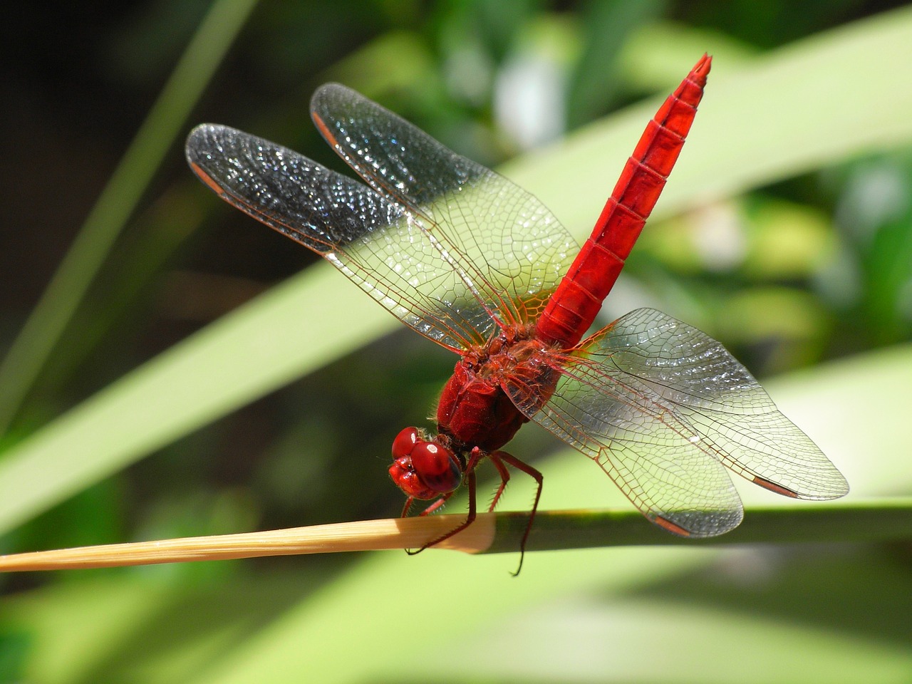 dragonfly insect common skimmer free photo