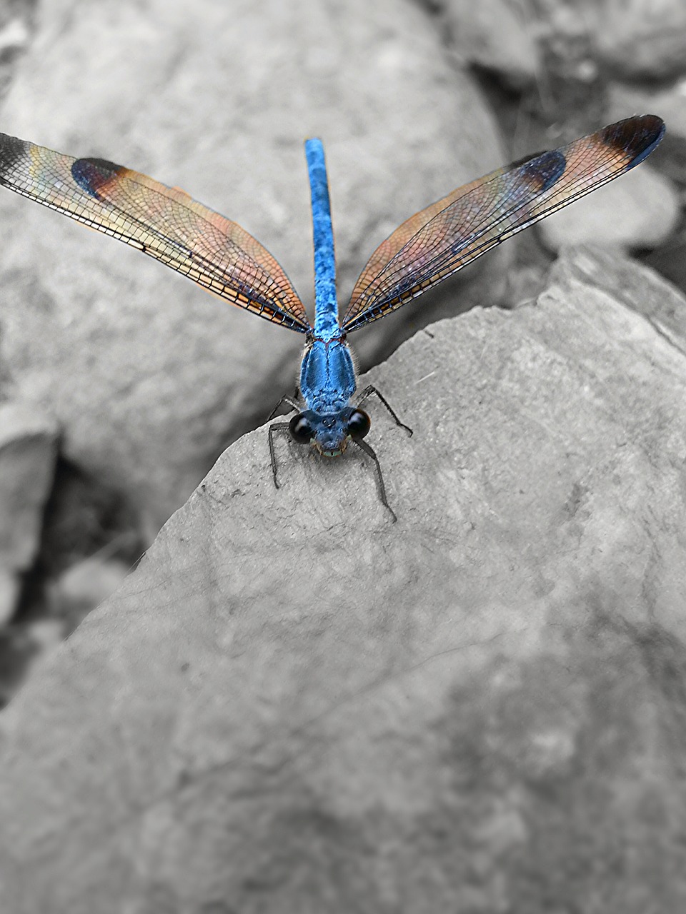 dragonfly animal helicopter free photo