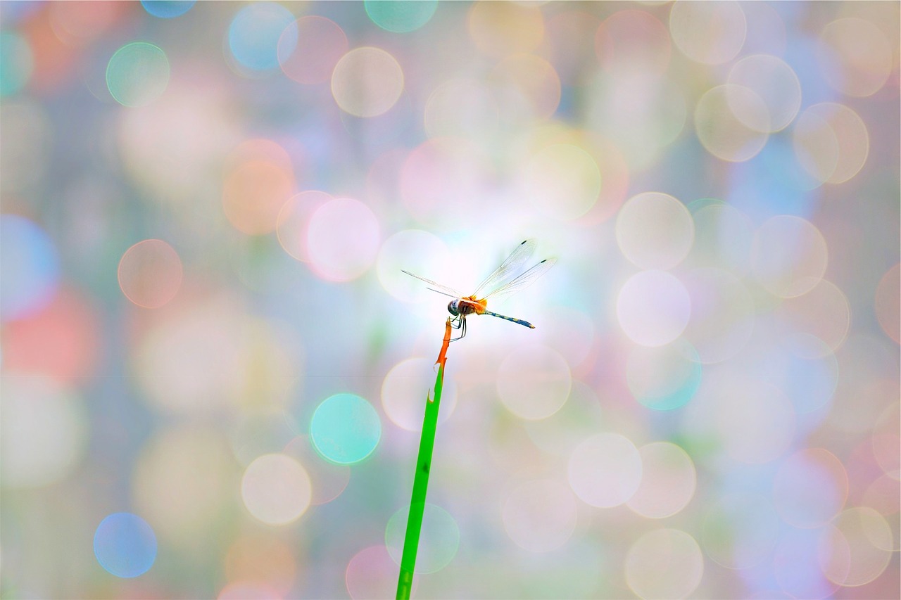 dragonfly insect plant free photo