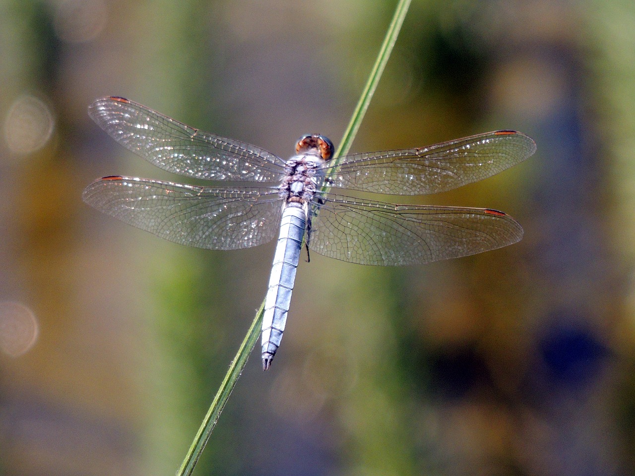 dragonfly insect nature free photo