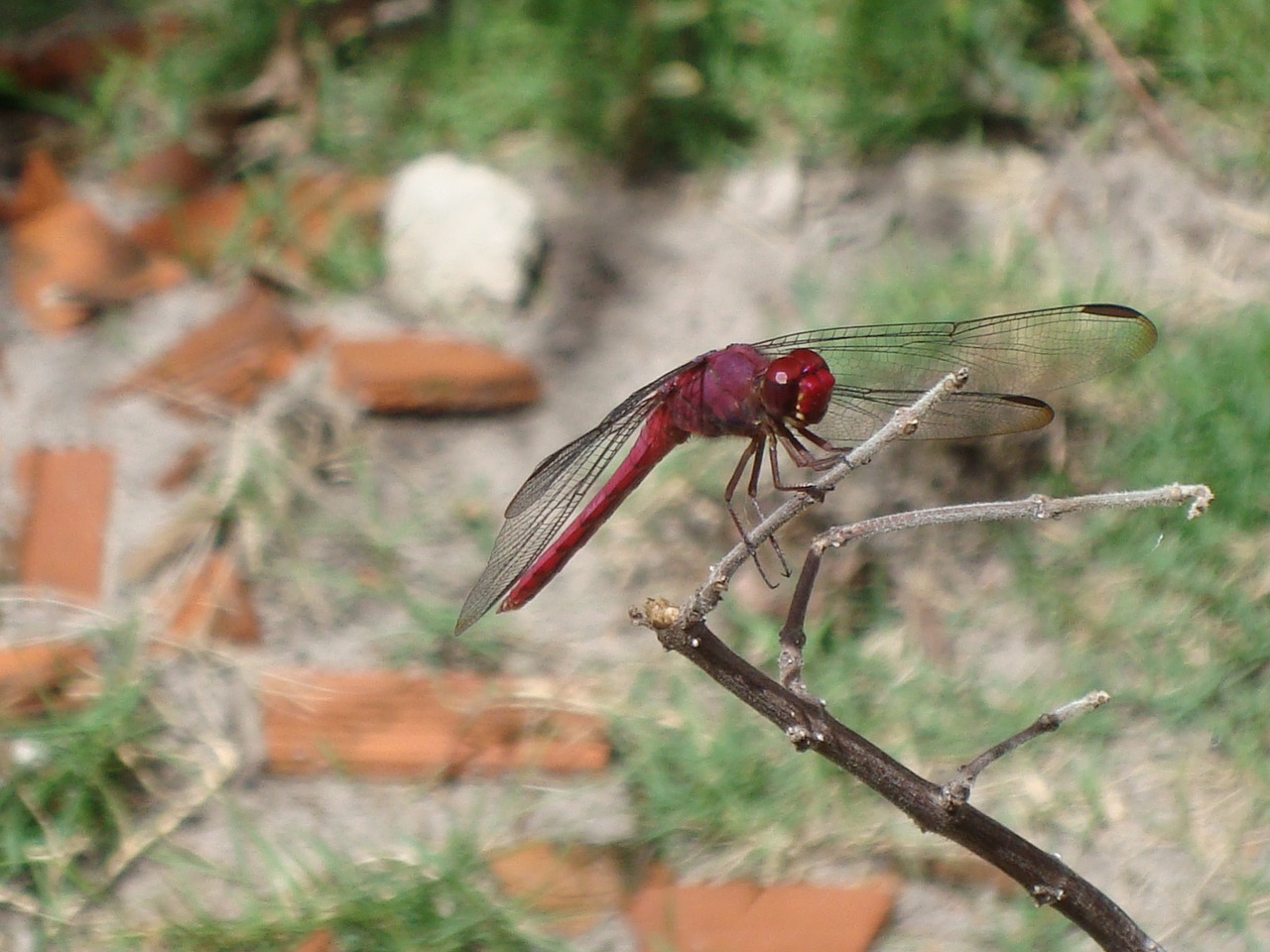 dragonfly nature ziguezigue free photo