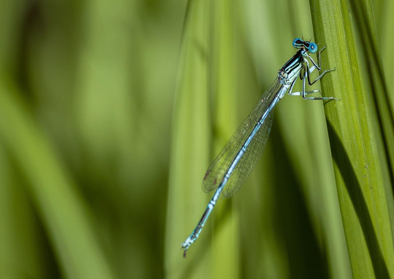 dragonfly green nature free photo