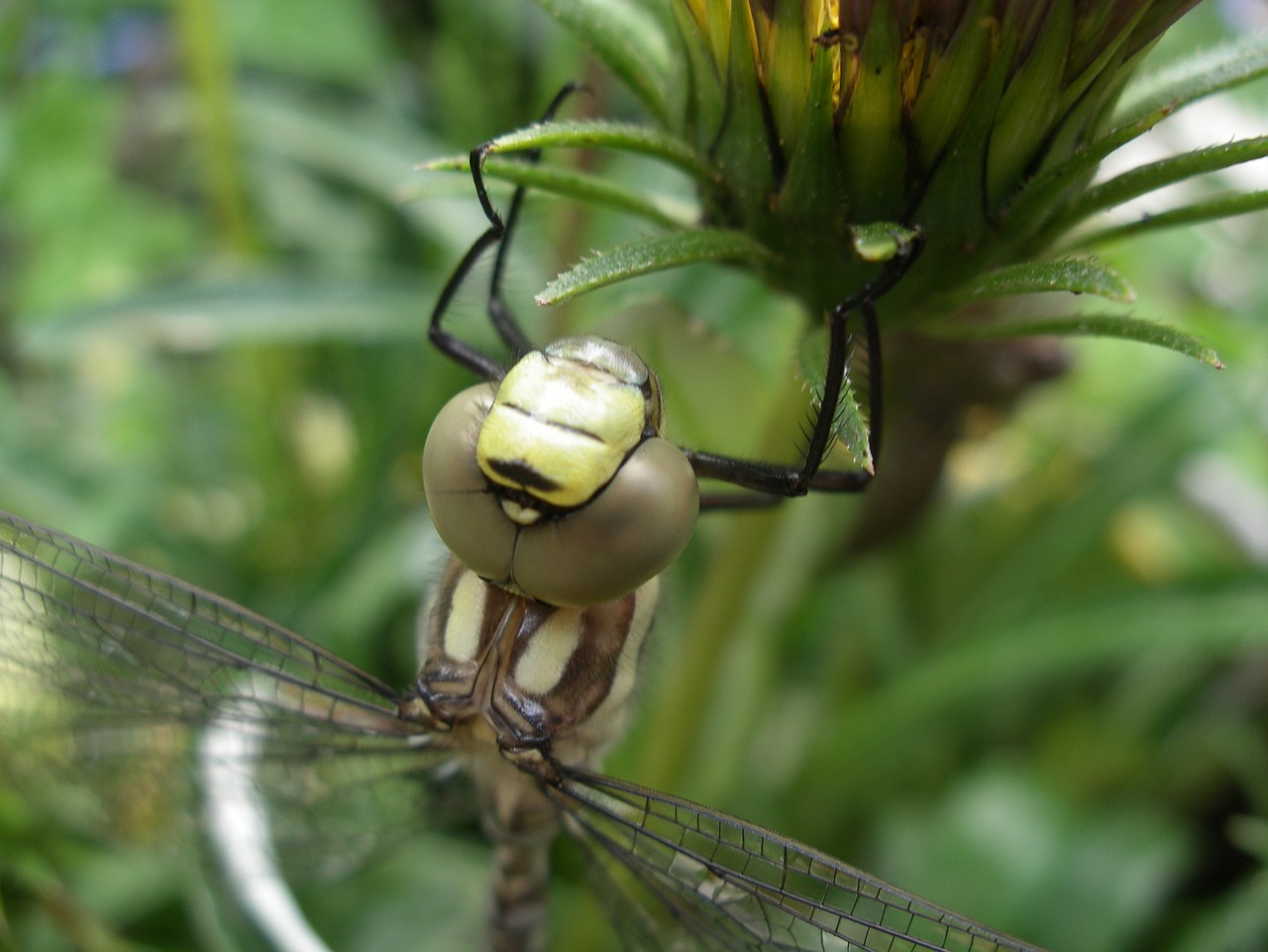 dragonfly pond nature free photo