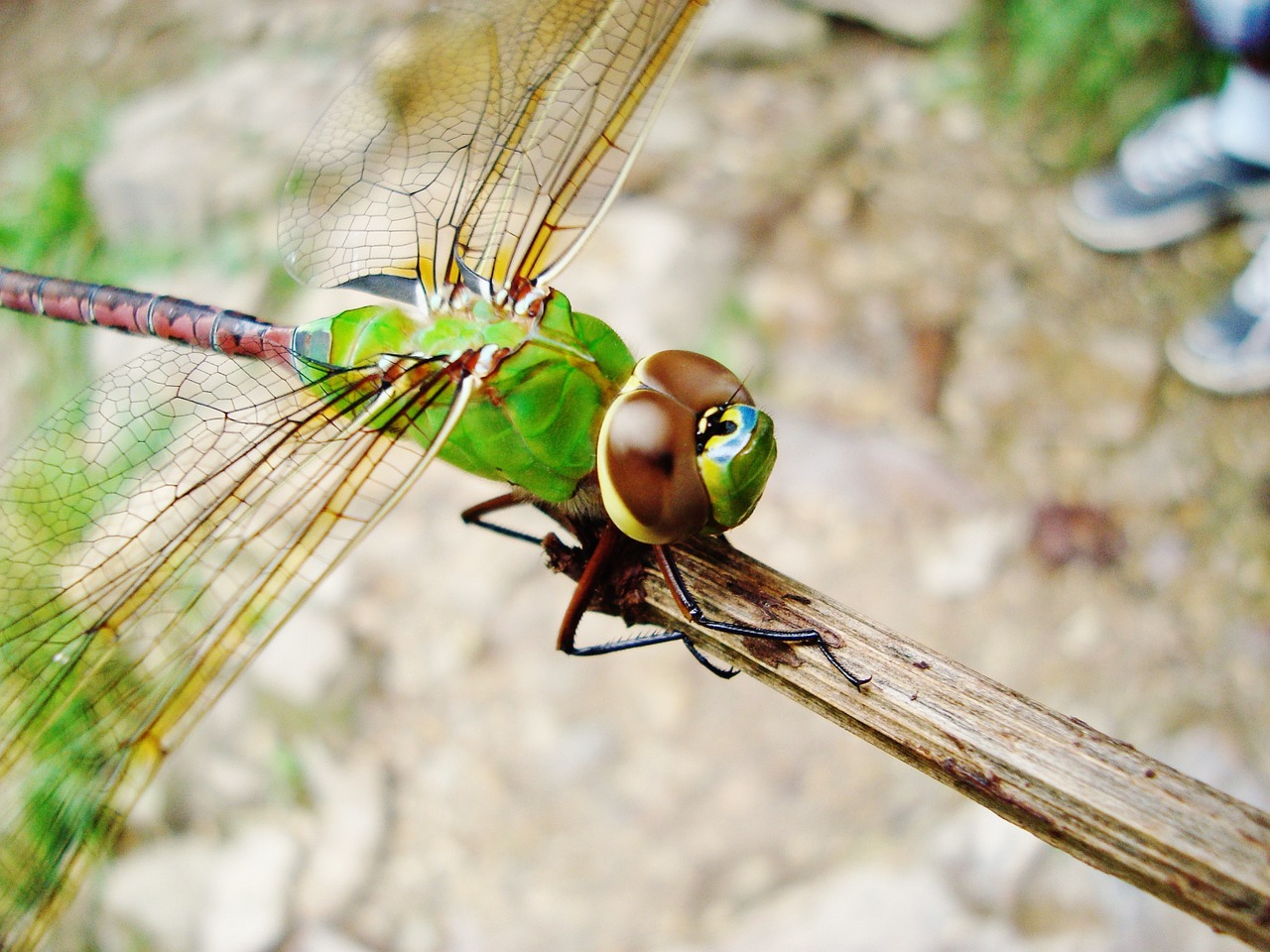 dragonfly nature insects free photo