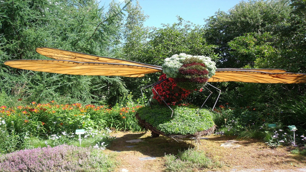 dragonfly garden plant free photo