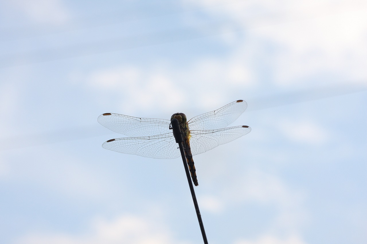 dragonfly autumn insects free photo